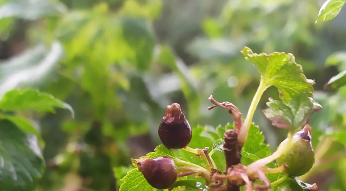 Ile zostało czarnej porzeczki po przymrozkach