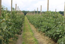 Porzeczkowy zawrót głowy 2020 – fotogaleria