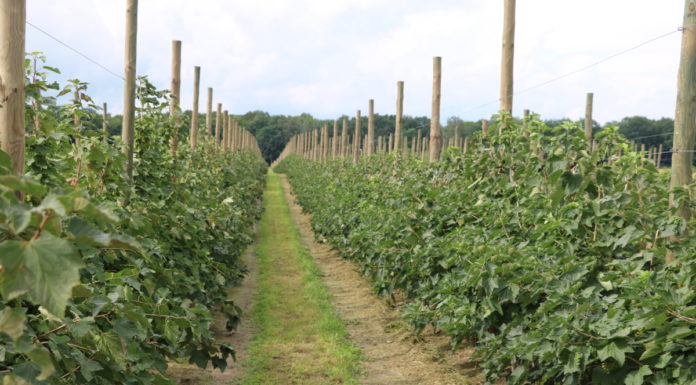 Porzeczkowy zawrót głowy 2020 – fotogaleria