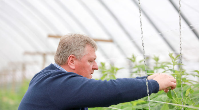 Ochrona bez pozostałości – borówka i malina