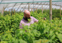 Krzem, potas i fosfor – poprawa kondycji malin i wzrost odporności