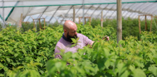 Krzem, potas i fosfor – poprawa kondycji malin i wzrost odporności