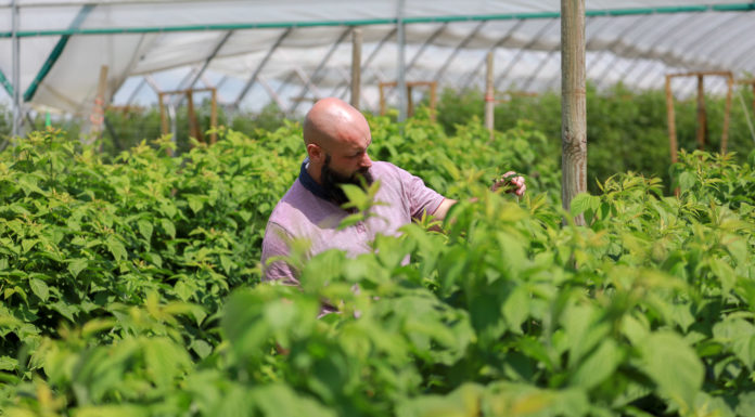 Krzem, potas i fosfor – poprawa kondycji malin i wzrost odporności