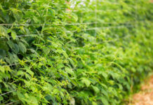 Dobre odżywienie malin na czas owocowania