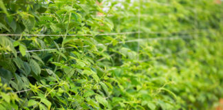 Dobre odżywienie malin na czas owocowania