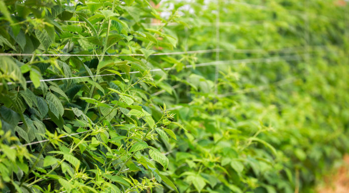 Dobre odżywienie malin na czas owocowania