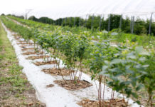 Biologiczne metody ograniczania szkodników – Borówkowe Factory 2020