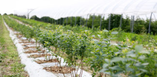 Biologiczne metody ograniczania szkodników – Borówkowe Factory 2020