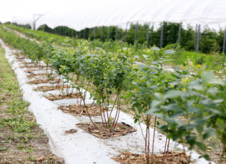 Biologiczne metody ograniczania szkodników – Borówkowe Factory 2020