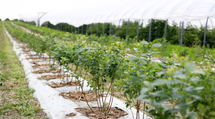 Biologiczne metody ograniczania szkodników – Borówkowe Factory 2020