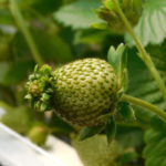 1a.fitoplazma na owocujagodnik_6_20