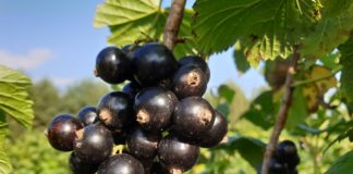 „Czy ma Pan/Pani czarną porzeczkę?” Aktualne ceny skupu czarnych porzeczek