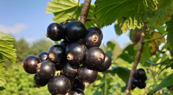 „Czy ma Pan/Pani czarną porzeczkę?” Aktualne ceny skupu czarnych porzeczek