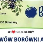 BlueberryPolska1