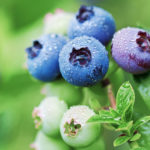 W czasie zbiorów borówki wysokiej zwalcz szkodniki BEZ PESTYCYDÓW