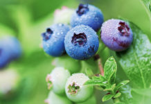 W czasie zbiorów borówki wysokiej zwalcz szkodniki BEZ PESTYCYDÓW