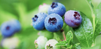 W czasie zbiorów borówki wysokiej zwalcz szkodniki BEZ PESTYCYDÓW