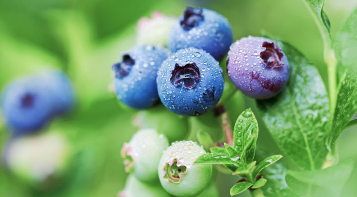 W czasie zbiorów borówki wysokiej zwalcz szkodniki BEZ PESTYCYDÓW