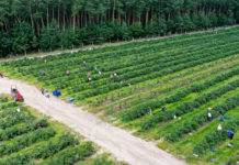 Gdzie plantacje borówek zajmują największe powierzchnie?
