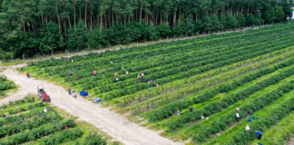 Gdzie plantacje borówek zajmują największe powierzchnie?