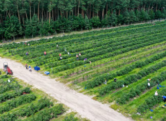 Gdzie plantacje borówek zajmują największe powierzchnie?