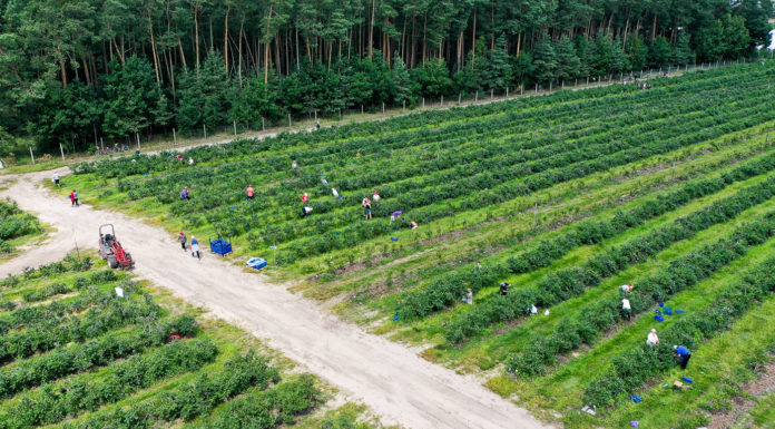 Gdzie plantacje borówek zajmują największe powierzchnie?