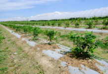 Nowe koncepcje nawożenia borówek i malin