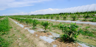 Nowe koncepcje nawożenia borówek i malin