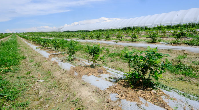 Nowe koncepcje nawożenia borówek i malin