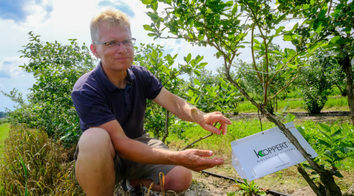 Borówkowe Factory – co jeszcze warto zrobić przed zbiorami borówki