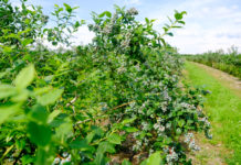 Nawożenie borówki w mokrym roku. Dr Paweł Krawiec zdradza tajemnice swojej plantacji