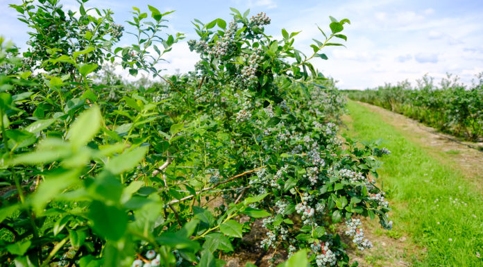 Nawożenie borówki w mokrym roku. Dr Paweł Krawiec zdradza tajemnice swojej plantacji