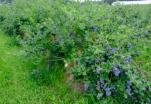 Areał uprawy borówek będzie rósł w Peru