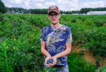 Borówka na plantacji BOKO – zbiory w pełni