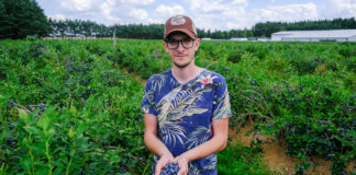 Borówka na plantacji BOKO – zbiory w pełni