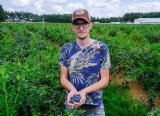 Borówka na plantacji BOKO – zbiory w pełni