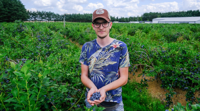 Borówka na plantacji BOKO – zbiory w pełni