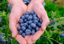 Najlepszy owoc świata 2020 według dietetyków – borówka i Borówkobranie 2020