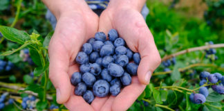 Najlepszy owoc świata 2020 według dietetyków – borówka i Borówkobranie 2020