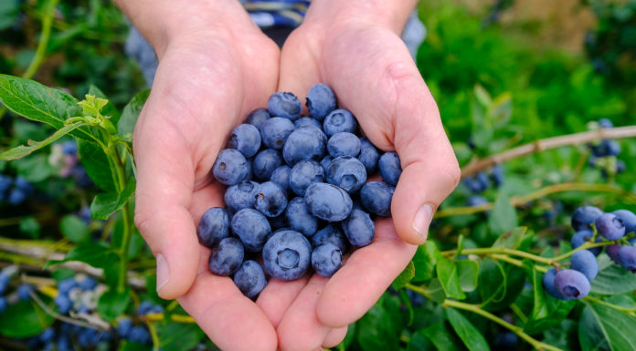 Najlepszy owoc świata 2020 według dietetyków – borówka i Borówkobranie 2020