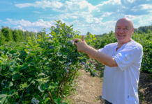 Czy dywersyfikacja odmianowa się opłaca i jaki może być sezon borówkowy 2020. FILM