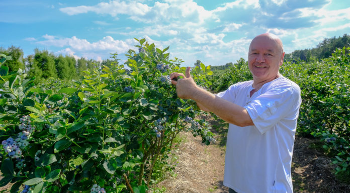 Czy dywersyfikacja odmianowa się opłaca i jaki może być sezon borówkowy 2020. FILM