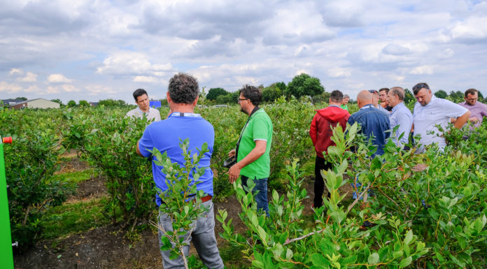 Dni Otwarte Fall Creek – Niderlandy 2020. FILM