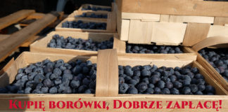 Wysoka cena borówki – nie dajcie się oszukać!