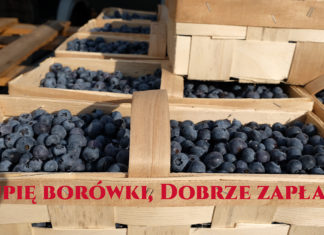 Wysoka cena borówki – nie dajcie się oszukać!