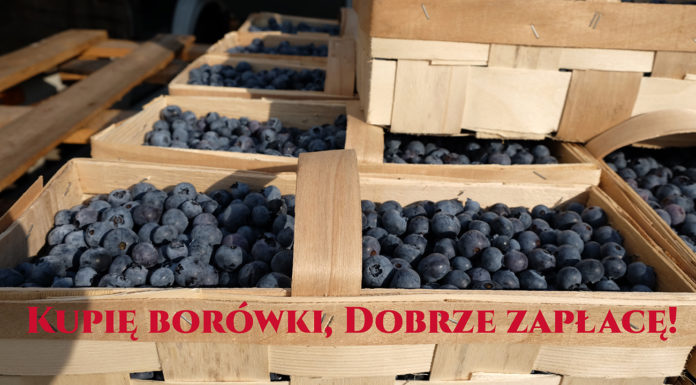 Wysoka cena borówki – nie dajcie się oszukać!