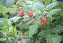 Platforma rozwoju malin w Serbii 2022–2025