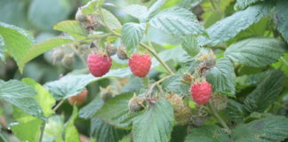 Platforma rozwoju malin w Serbii 2022–2025