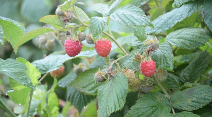 Platforma rozwoju malin w Serbii 2022–2025