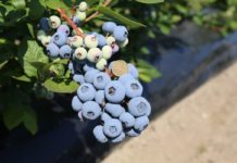 KOMUNIKAT jagodowy. Program nawożenia i fertygacji BORÓWKI – Agrosimex. Film z gospodarstwa Frumel